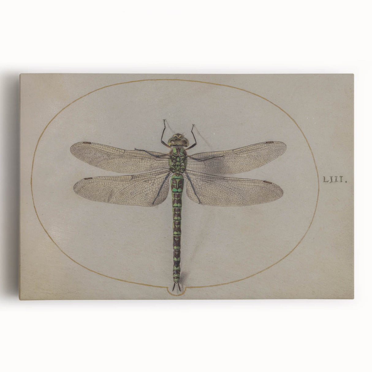 Grunge Wall Art: Dragonfly Illustration | Vintage Grunge Canvas Print