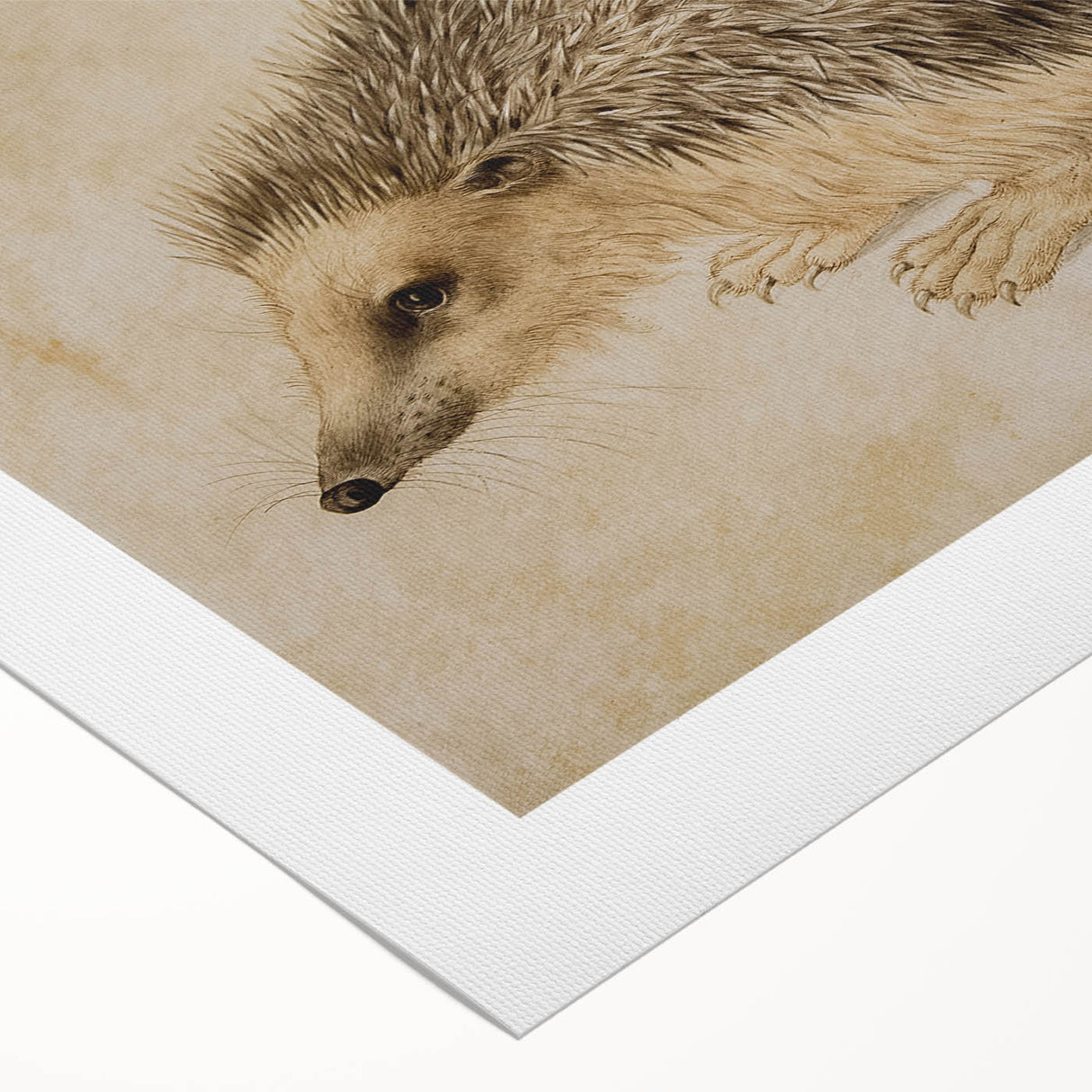 Grunge Wall Art: Hedgehog Illustration | Vintage Grunge Canvas Print