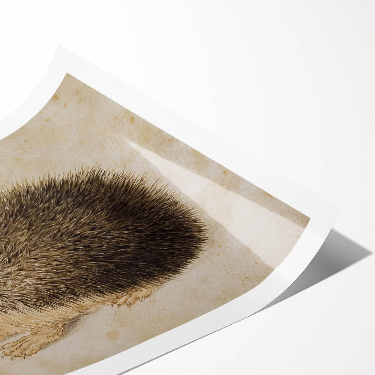 Grunge Wall Art: Hedgehog Illustration | Vintage Grunge Canvas Print