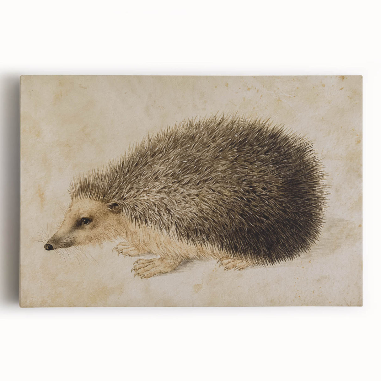 Grunge Wall Art: Hedgehog Illustration | Vintage Grunge Canvas Print