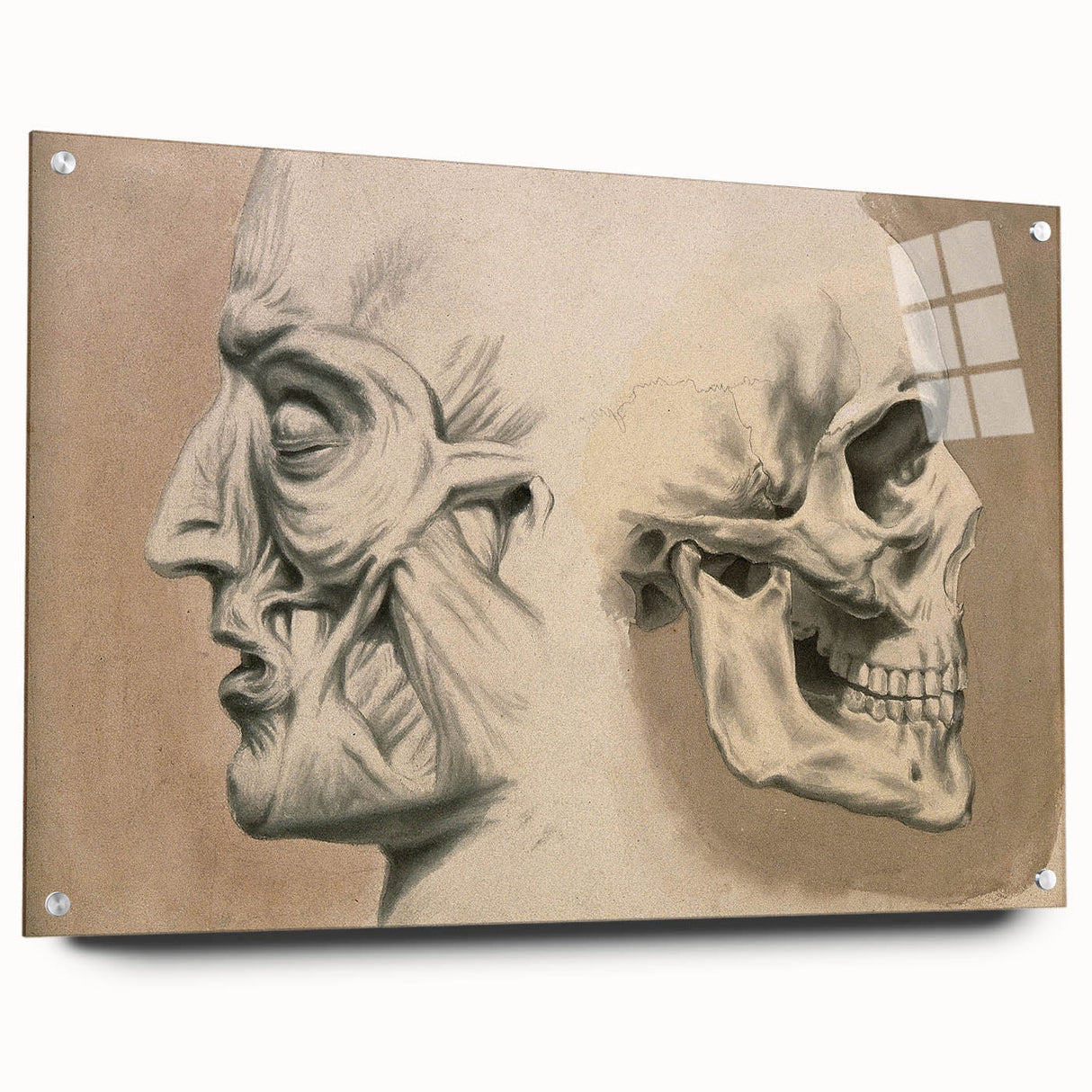 Grunge Aesthetic Art: Vintage Skull & Anatomy Grunge Wall Art on Canvas