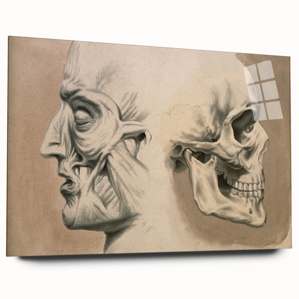 Grunge Aesthetic Art: Vintage Skull & Anatomy Grunge Wall Art on Canvas