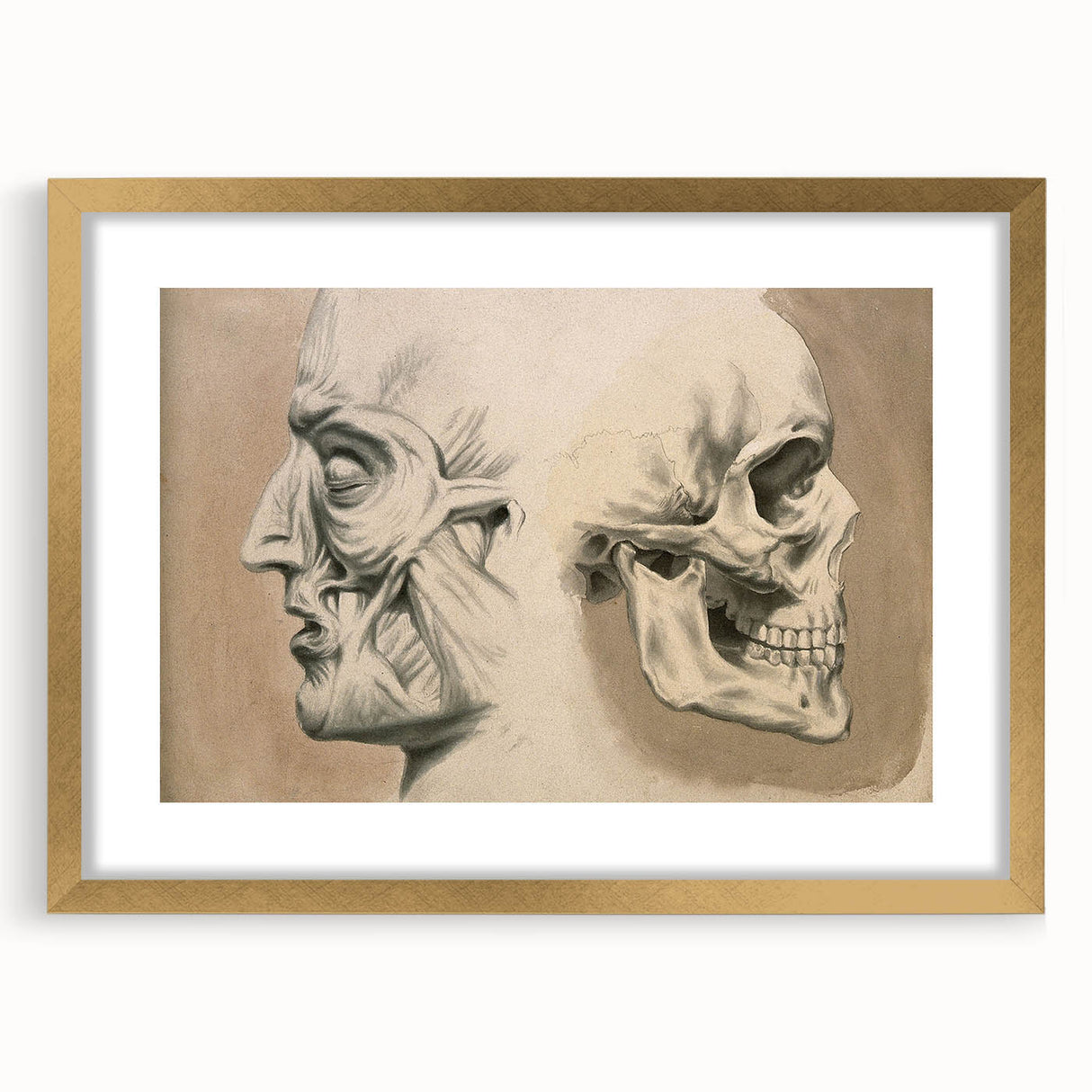 Grunge Aesthetic Art: Vintage Skull & Anatomy Grunge Wall Art on Canvas