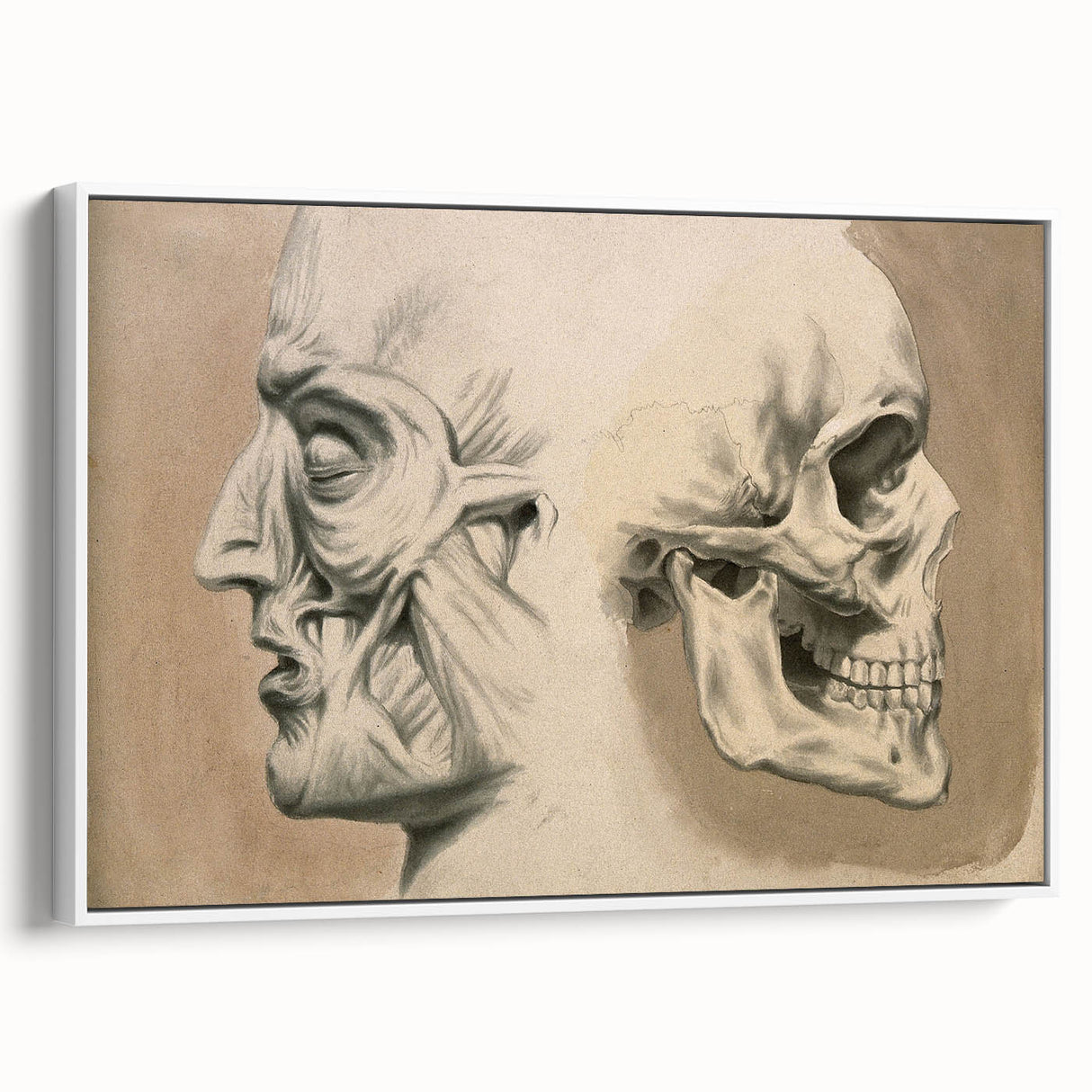 Grunge Aesthetic Art: Vintage Skull & Anatomy Grunge Wall Art on Canvas