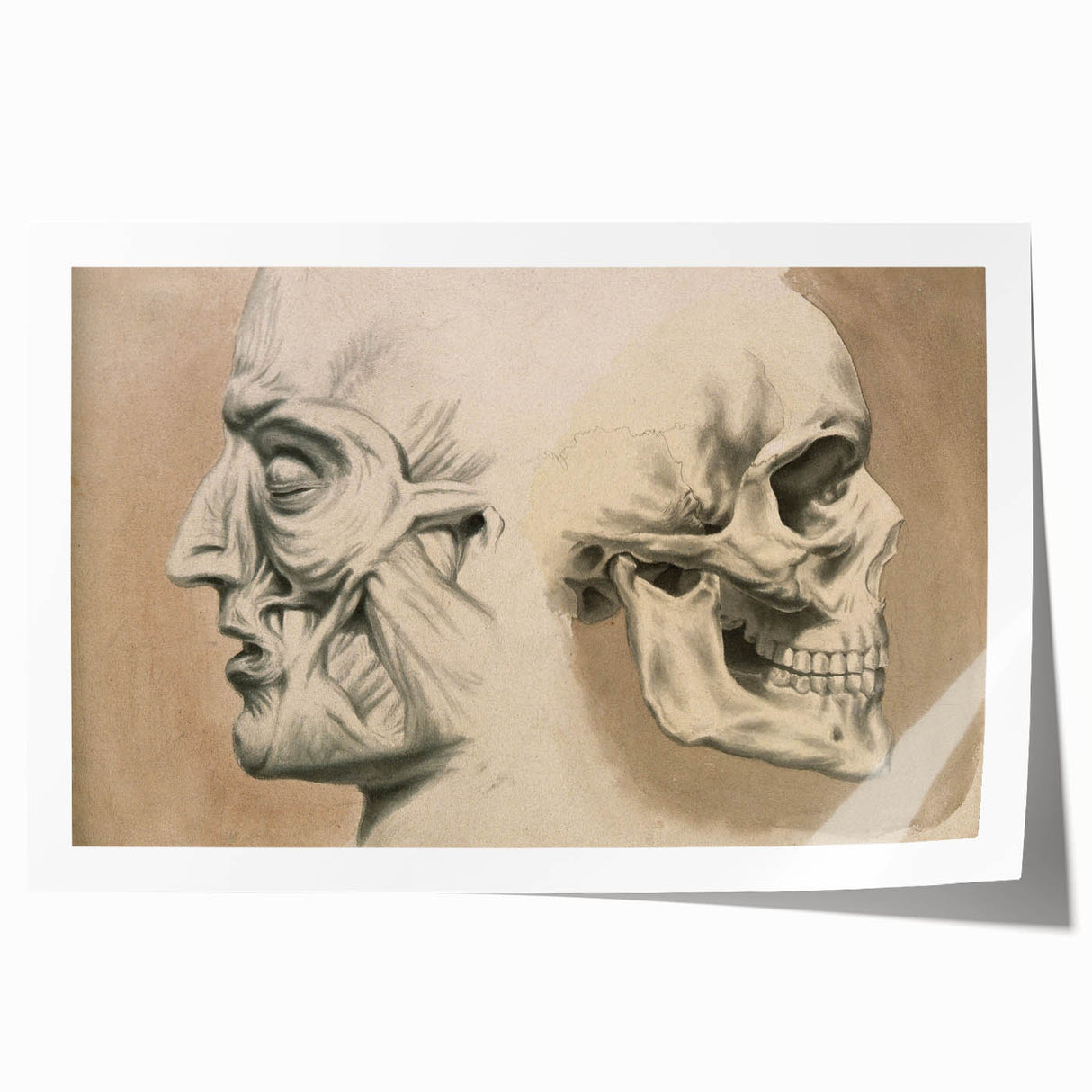 Grunge Aesthetic Art: Vintage Skull & Anatomy Grunge Wall Art on Canvas