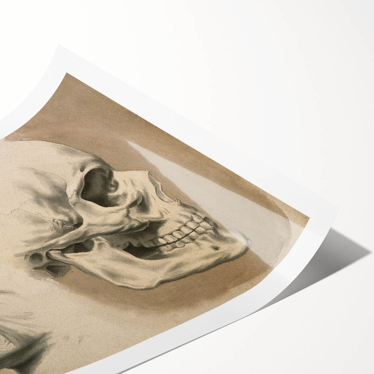 Grunge Aesthetic Art: Vintage Skull & Anatomy Grunge Wall Art on Canvas