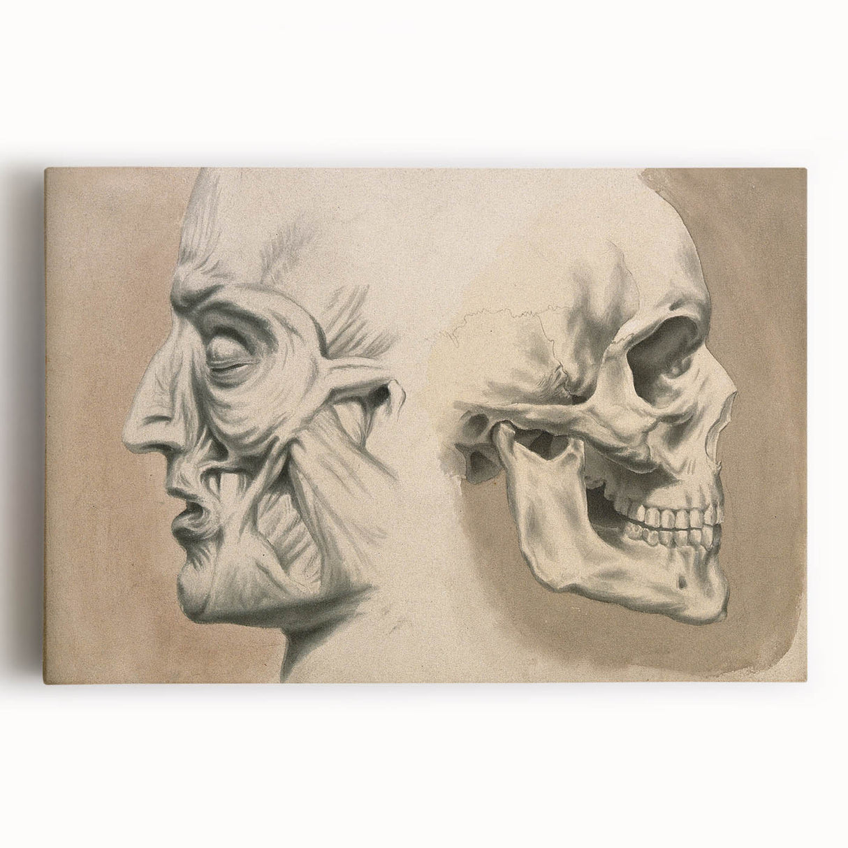 Grunge Aesthetic Art: Vintage Skull & Anatomy Grunge Wall Art on Canvas