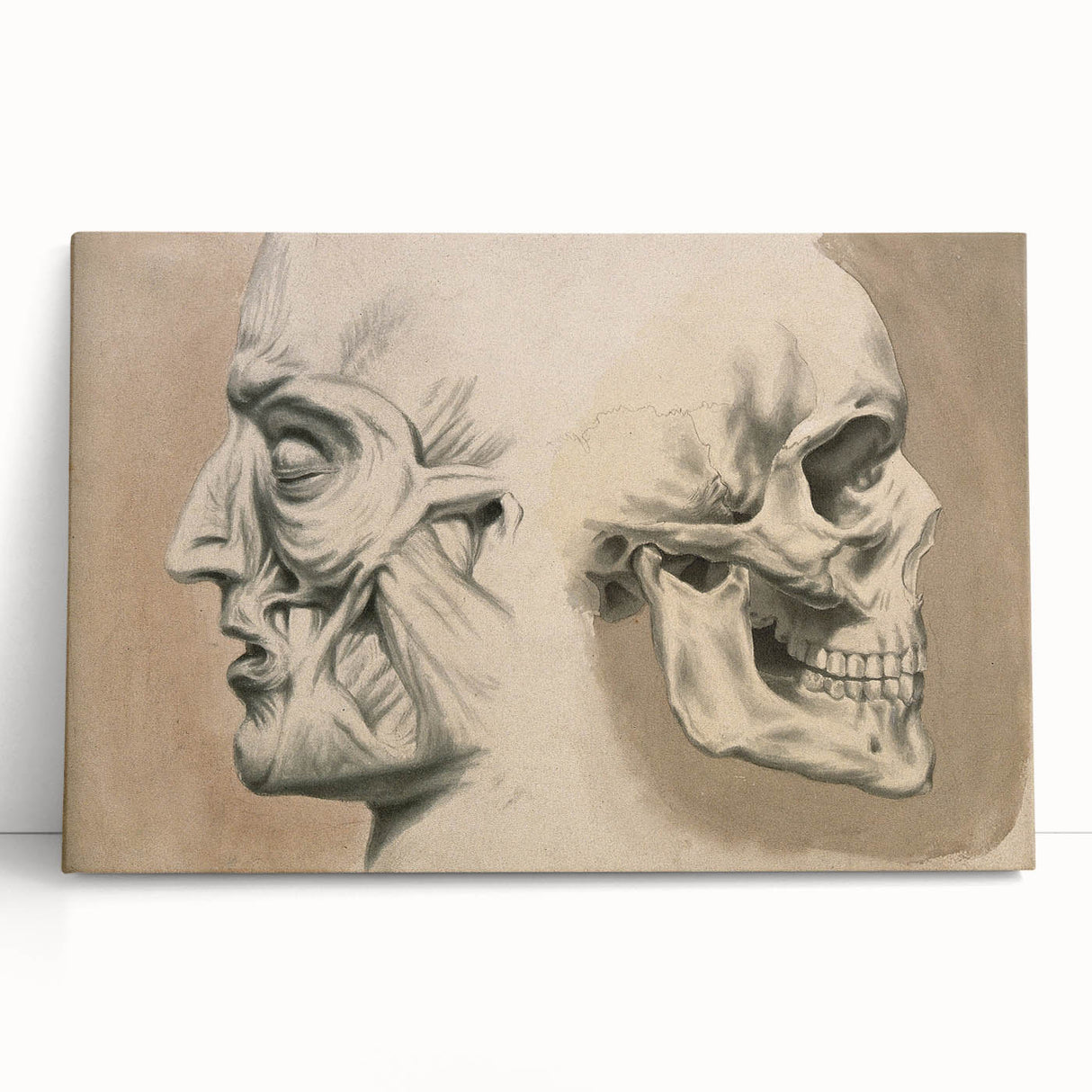 Grunge Aesthetic Art: Vintage Skull & Anatomy Grunge Wall Art on Canvas