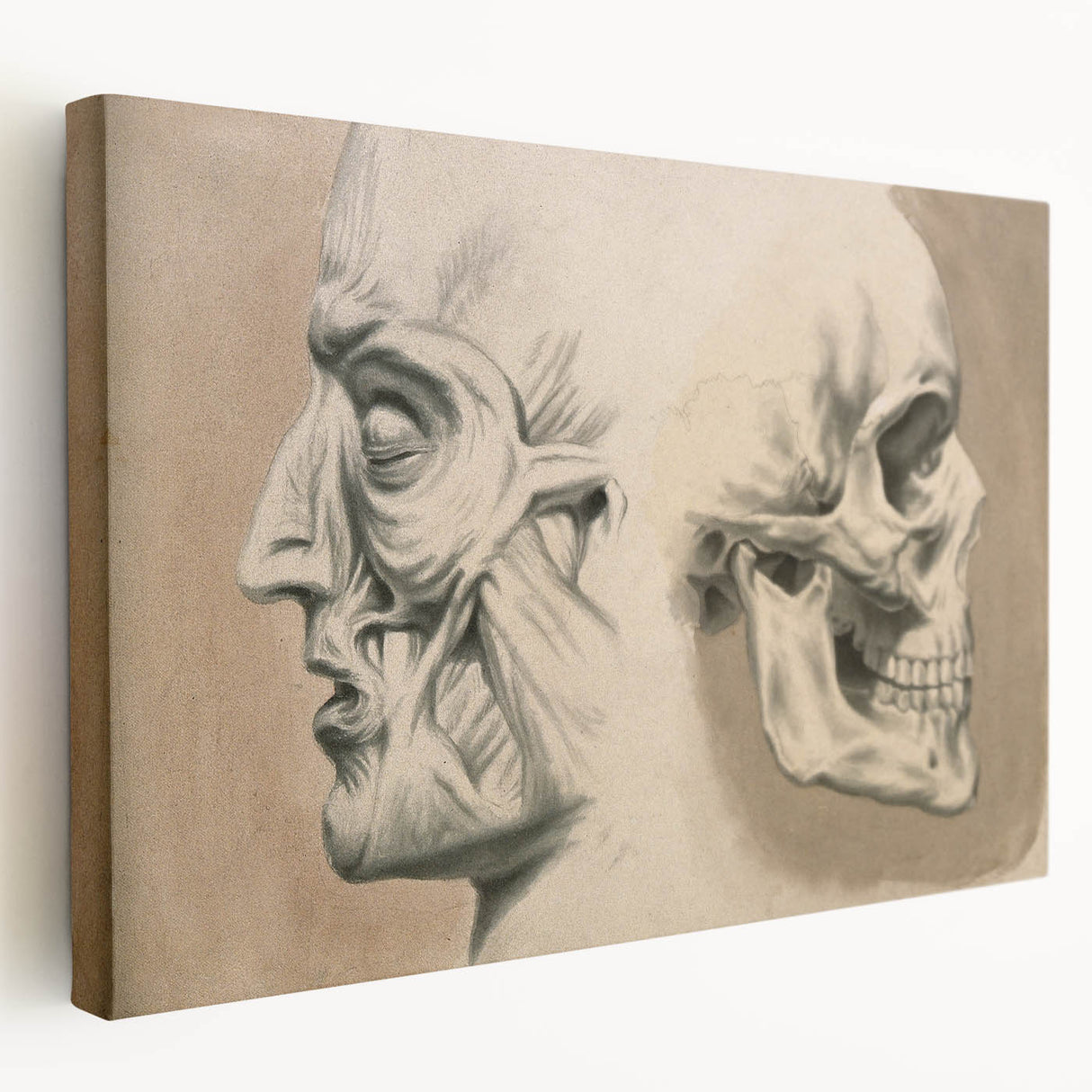 Grunge Aesthetic Art: Vintage Skull & Anatomy Grunge Wall Art on Canvas