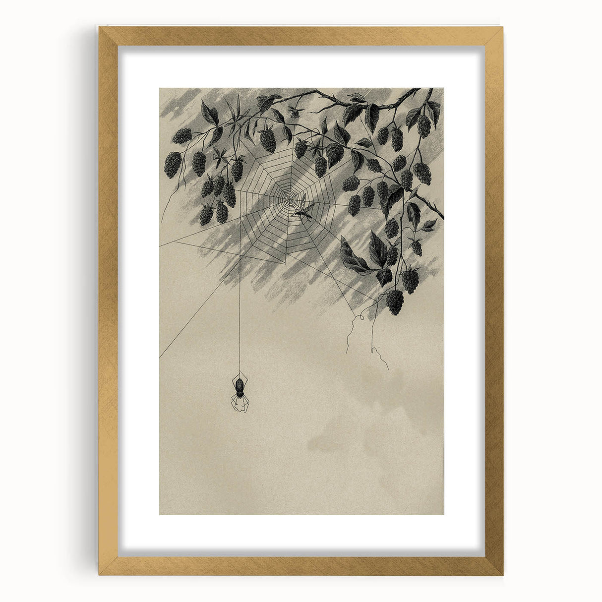 Grunge Wall Art - Spider Web and Berries Vintage Grunge Canvas Print