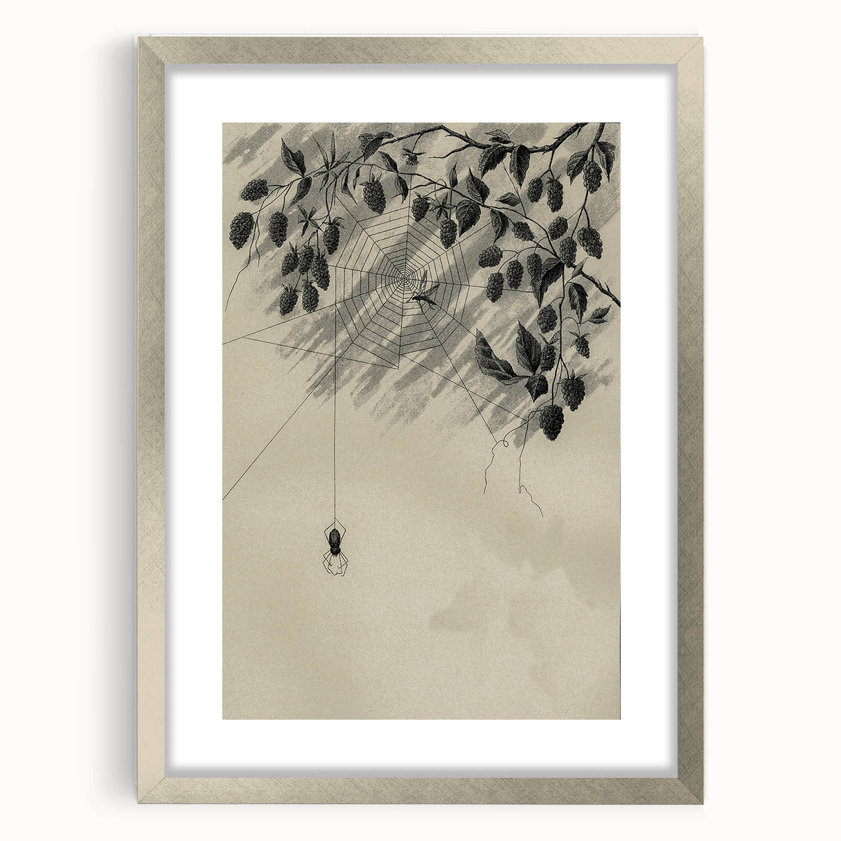 Grunge Wall Art - Spider Web and Berries Vintage Grunge Canvas Print