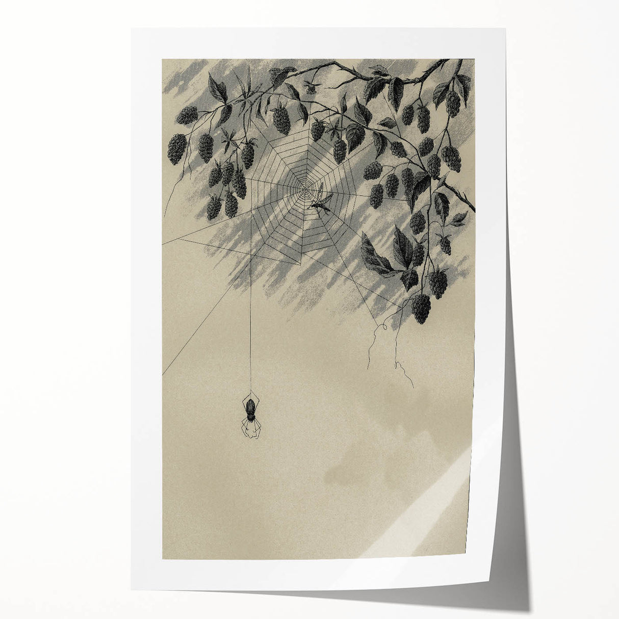 Grunge Wall Art - Spider Web and Berries Vintage Grunge Canvas Print