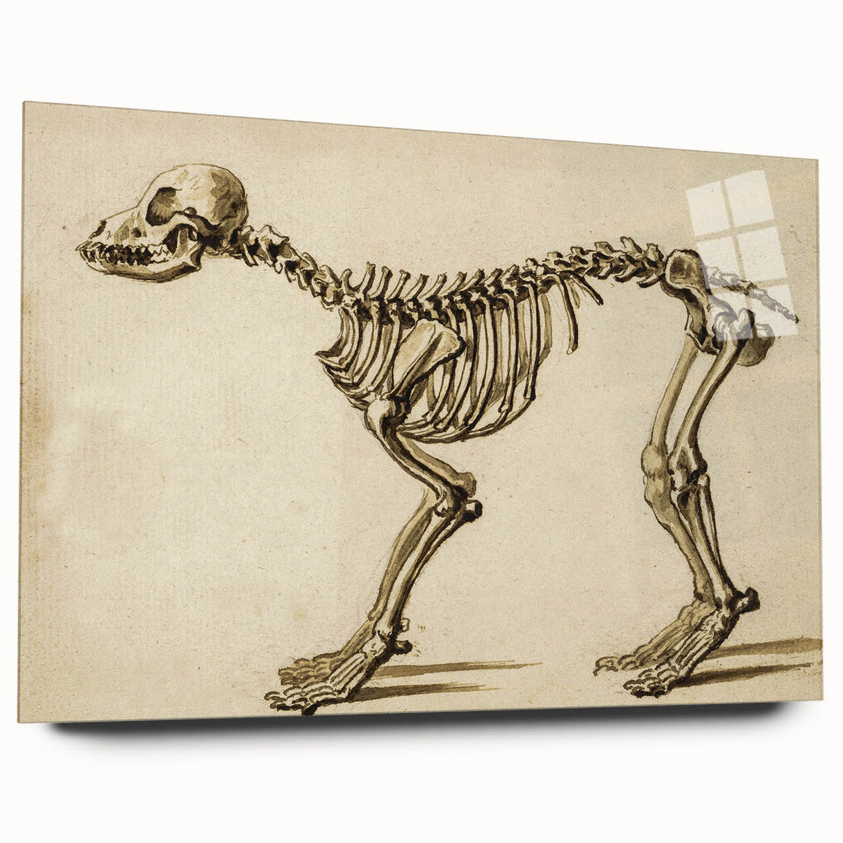 Grunge Aesthetic Art: Animal Skeleton Grunge Canvas Print for Urban Decor