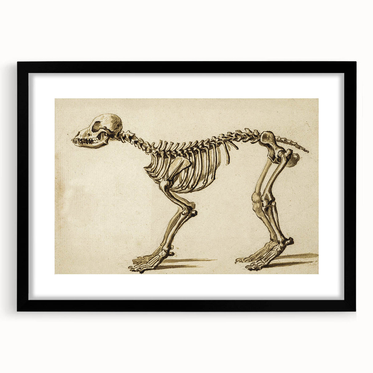 Grunge Aesthetic Art: Animal Skeleton Grunge Canvas Print for Urban Decor