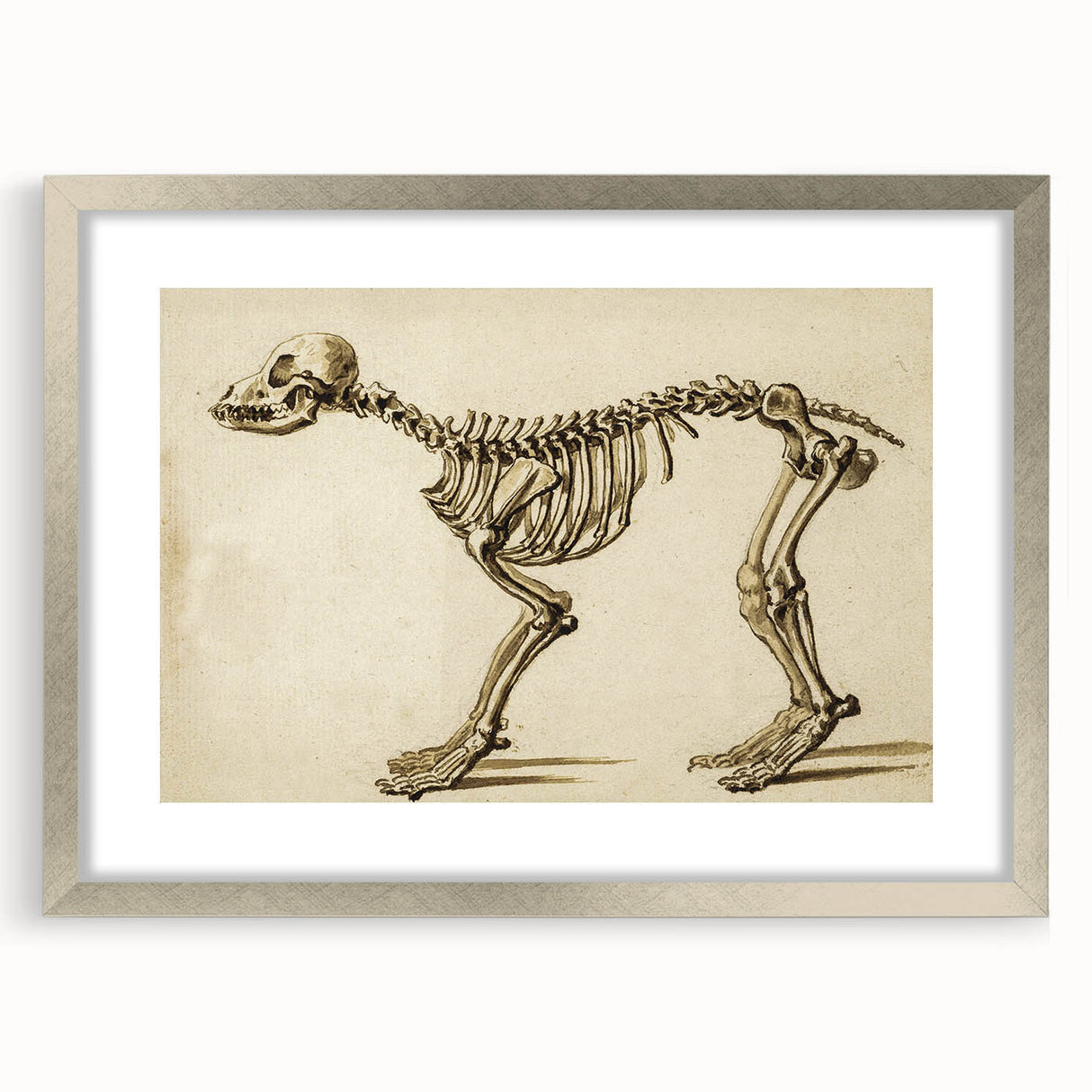 Grunge Aesthetic Art: Animal Skeleton Grunge Canvas Print for Urban Decor
