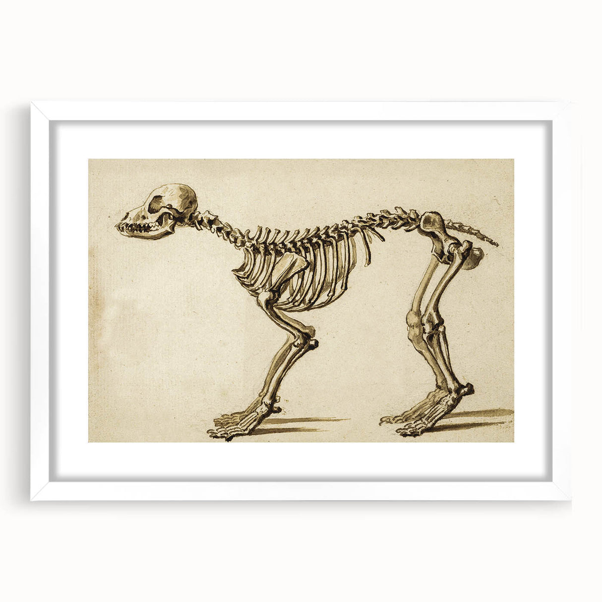 Grunge Aesthetic Art: Animal Skeleton Grunge Canvas Print for Urban Decor