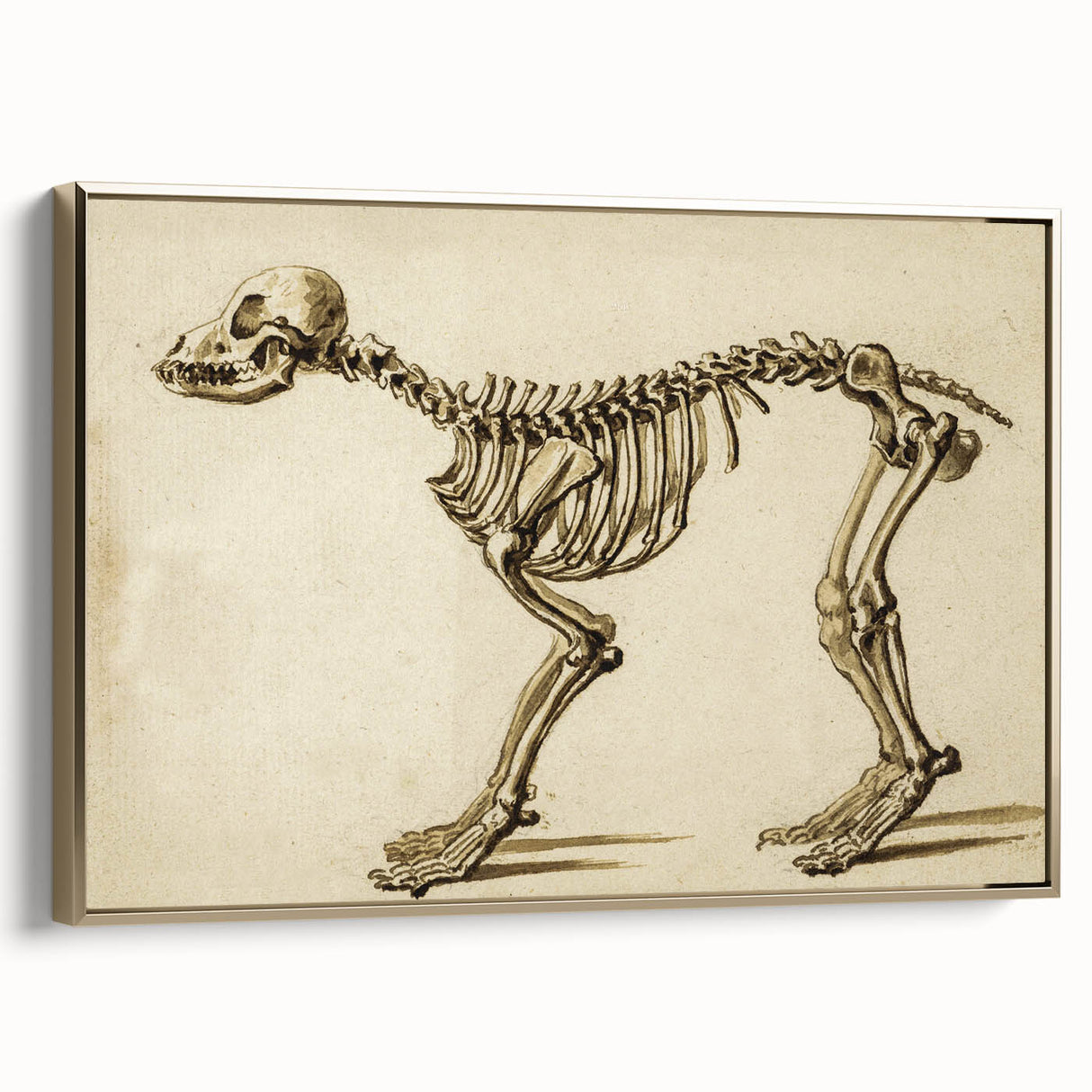 Grunge Aesthetic Art: Animal Skeleton Grunge Canvas Print for Urban Decor