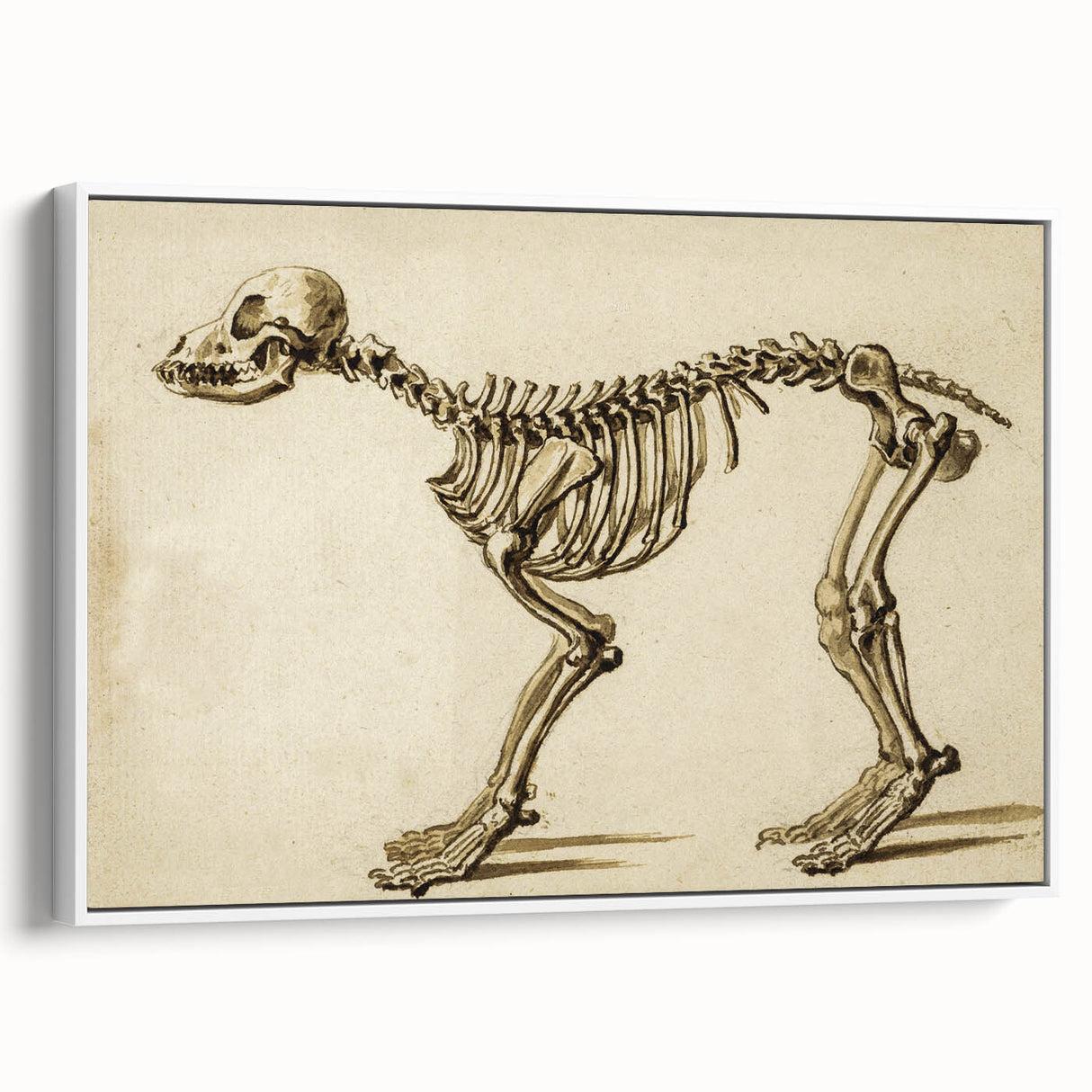 Grunge Aesthetic Art: Animal Skeleton Grunge Canvas Print for Urban Decor