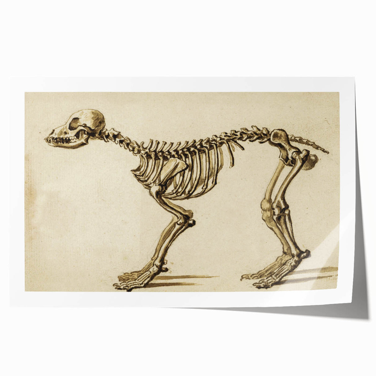 Grunge Aesthetic Art: Animal Skeleton Grunge Canvas Print for Urban Decor