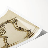 Grunge Aesthetic Art: Animal Skeleton Grunge Canvas Print for Urban Decor