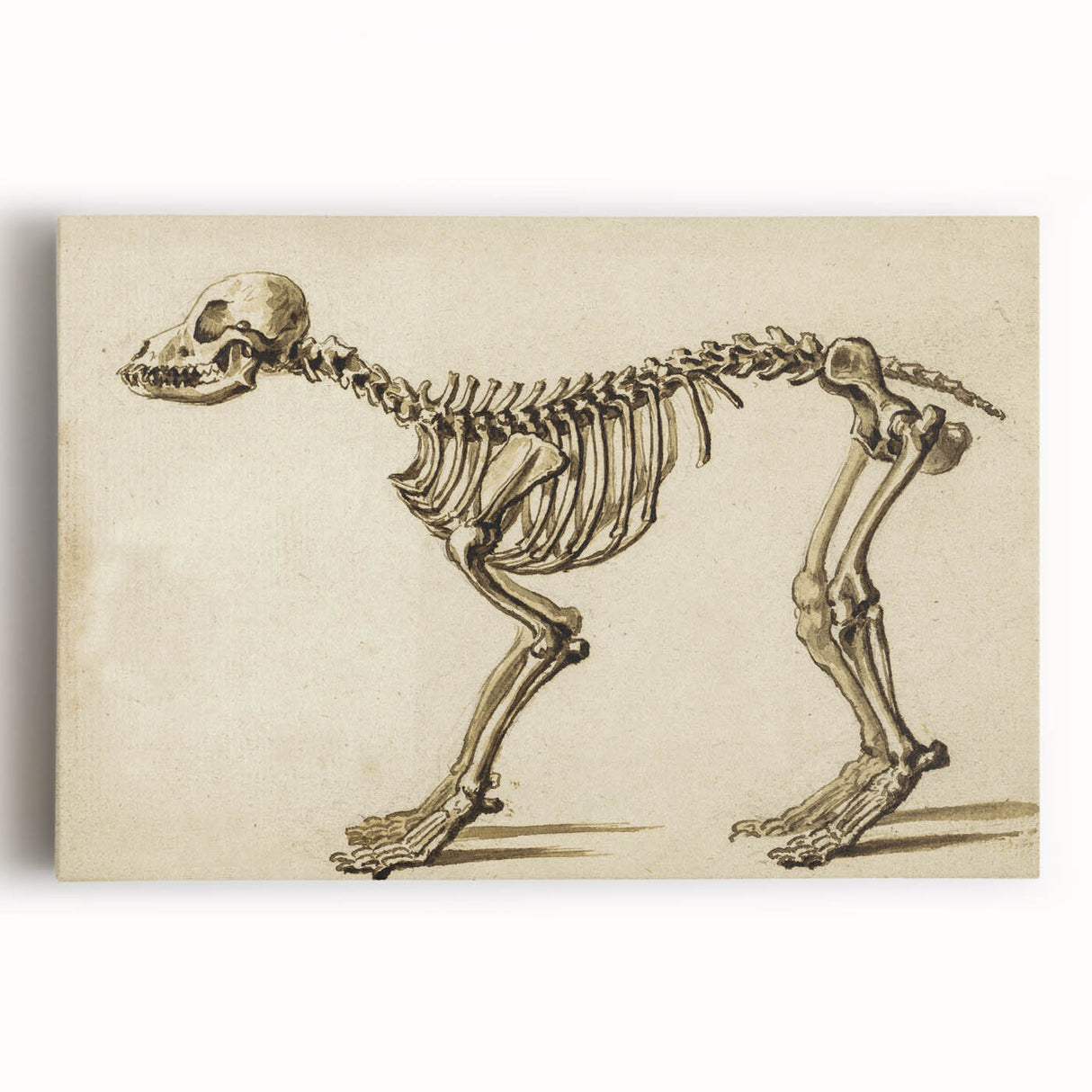 Grunge Aesthetic Art: Animal Skeleton Grunge Canvas Print for Urban Decor