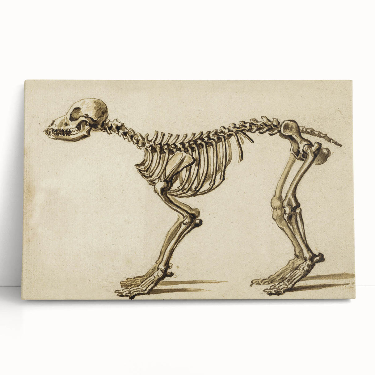 Grunge Aesthetic Art: Animal Skeleton Grunge Canvas Print for Urban Decor