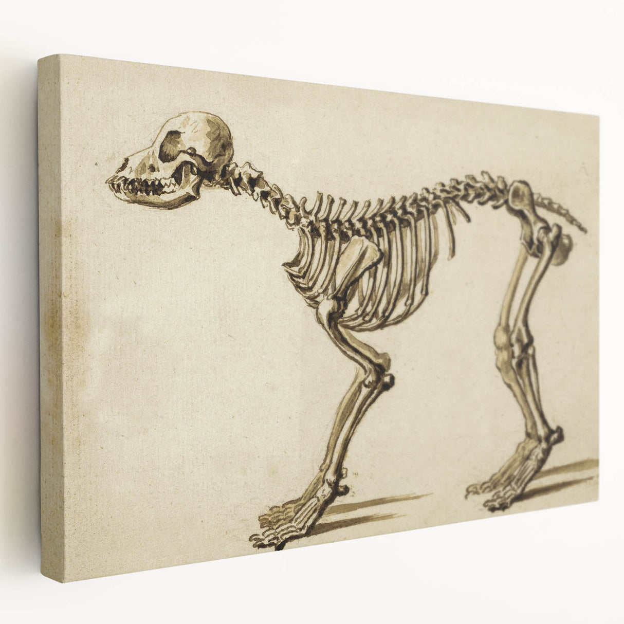 Grunge Aesthetic Art: Animal Skeleton Grunge Canvas Print for Urban Decor