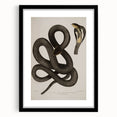 Grunge Wall Art - Vintage Cobra Snake Illustration Grunge Canvas Print