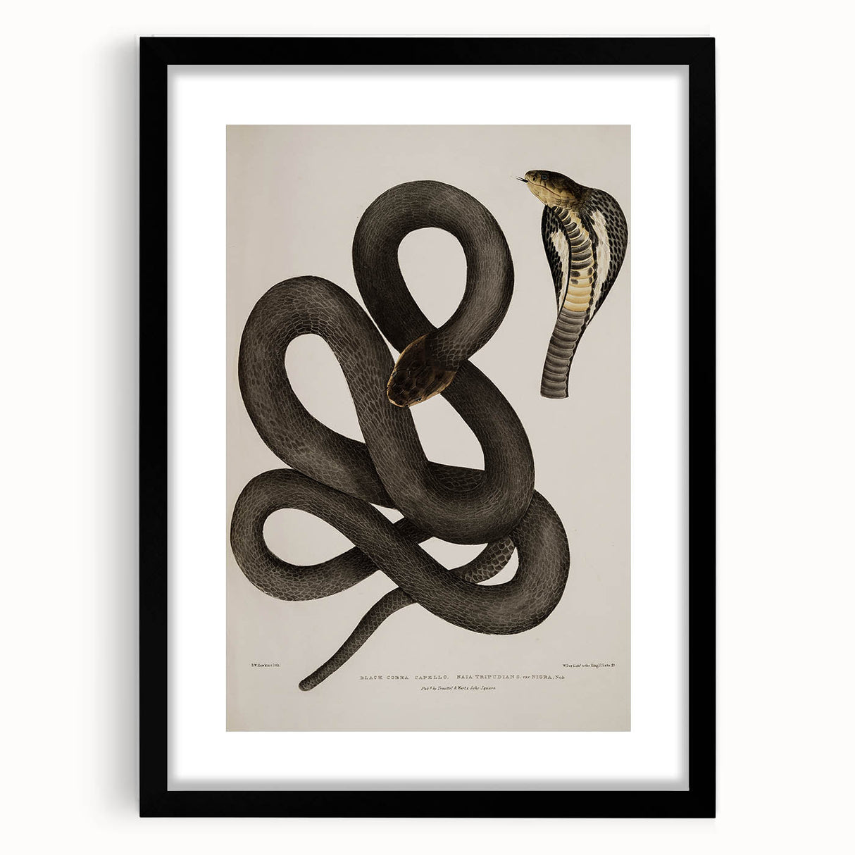 Grunge Wall Art - Vintage Cobra Snake Illustration Grunge Canvas Print