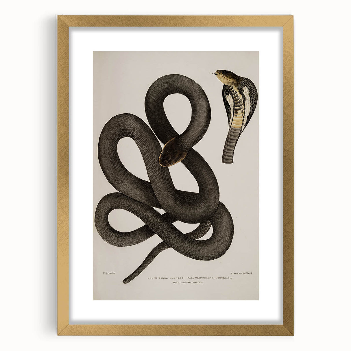 Grunge Wall Art - Vintage Cobra Snake Illustration Grunge Canvas Print