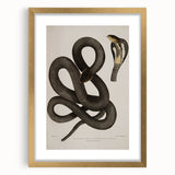 Grunge Wall Art - Vintage Cobra Snake Illustration Grunge Canvas Print
