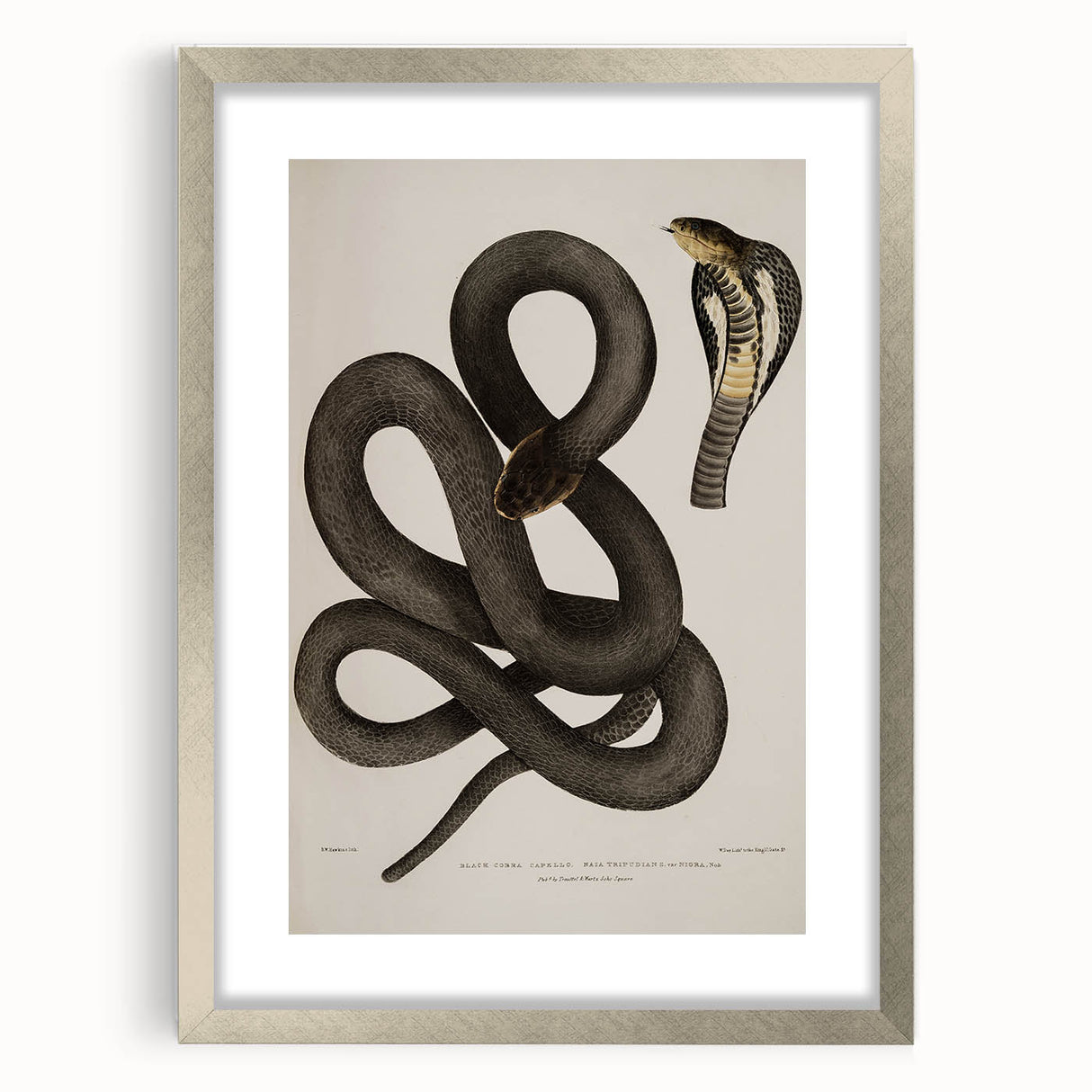 Grunge Wall Art - Vintage Cobra Snake Illustration Grunge Canvas Print