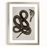 Grunge Wall Art - Vintage Cobra Snake Illustration Grunge Canvas Print