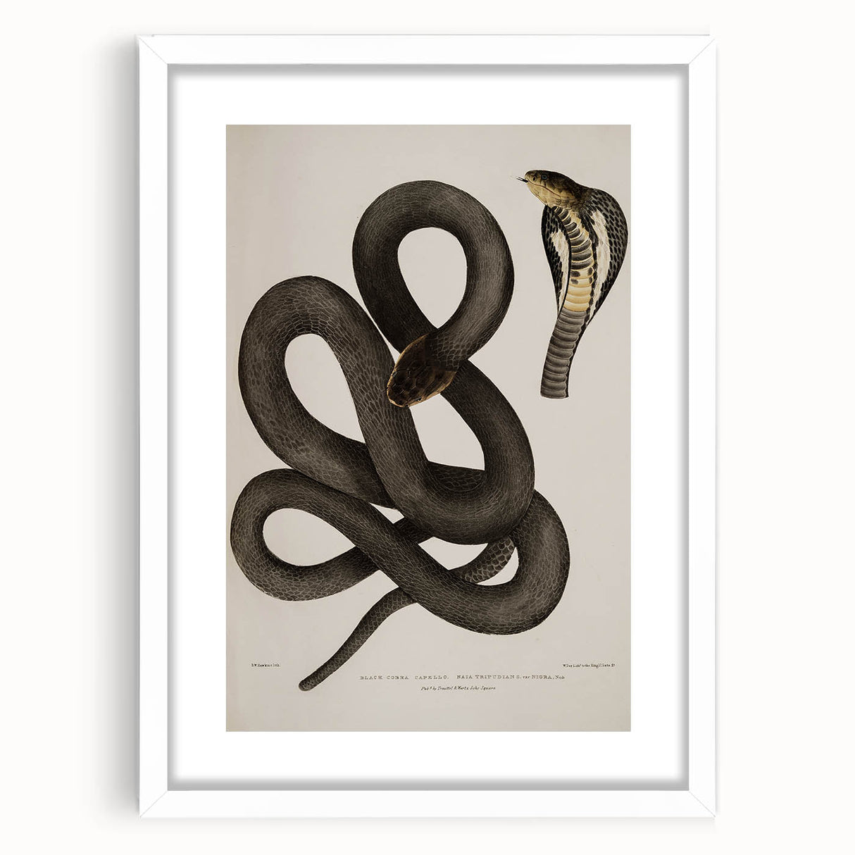 Grunge Wall Art - Vintage Cobra Snake Illustration Grunge Canvas Print