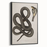 Grunge Wall Art - Vintage Cobra Snake Illustration Grunge Canvas Print