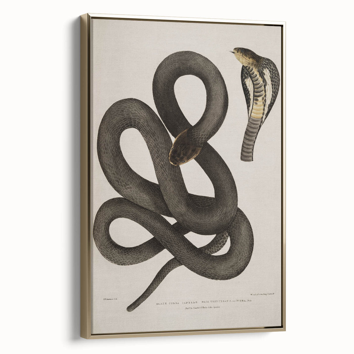 Grunge Wall Art - Vintage Cobra Snake Illustration Grunge Canvas Print