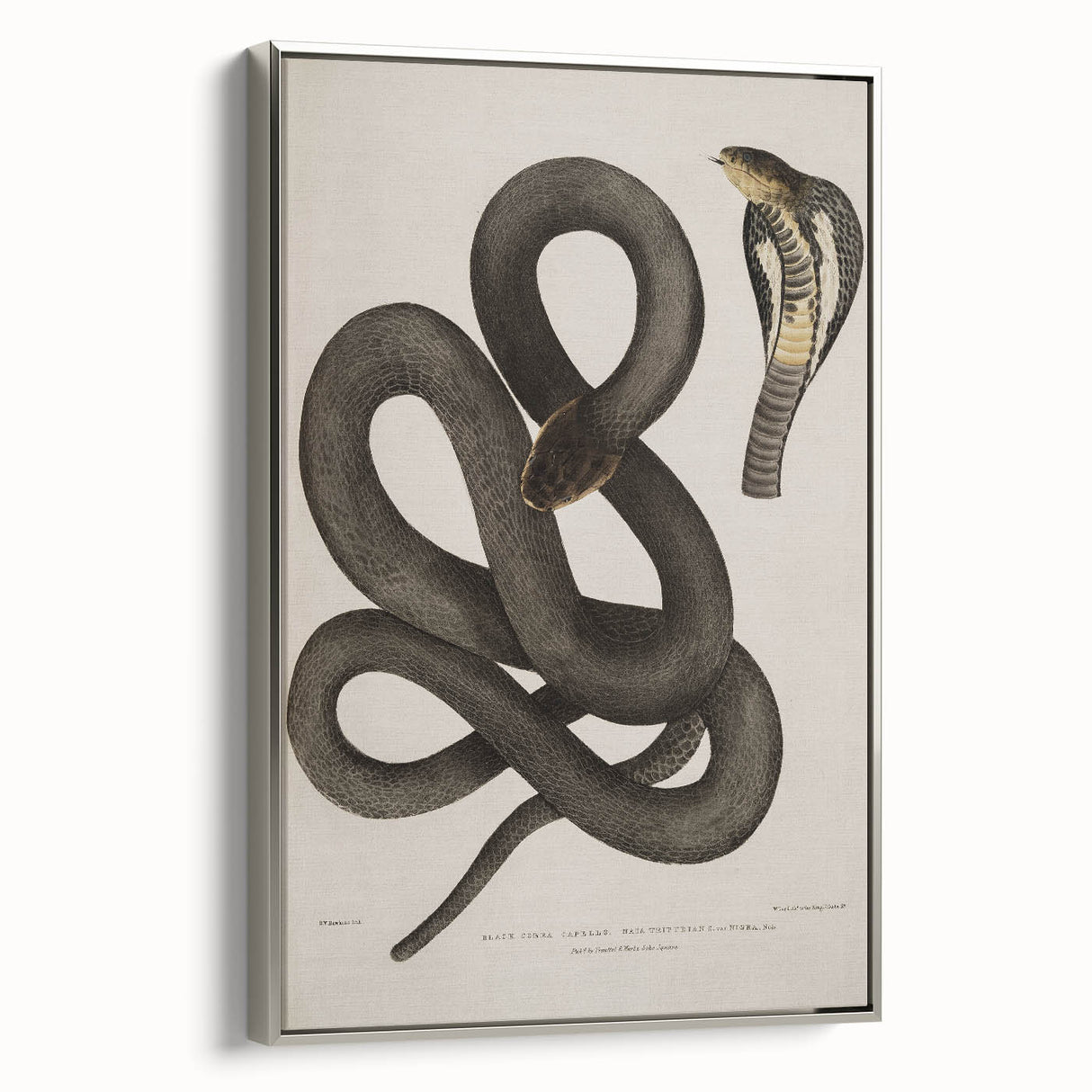 Grunge Wall Art - Vintage Cobra Snake Illustration Grunge Canvas Print