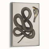 Grunge Wall Art - Vintage Cobra Snake Illustration Grunge Canvas Print