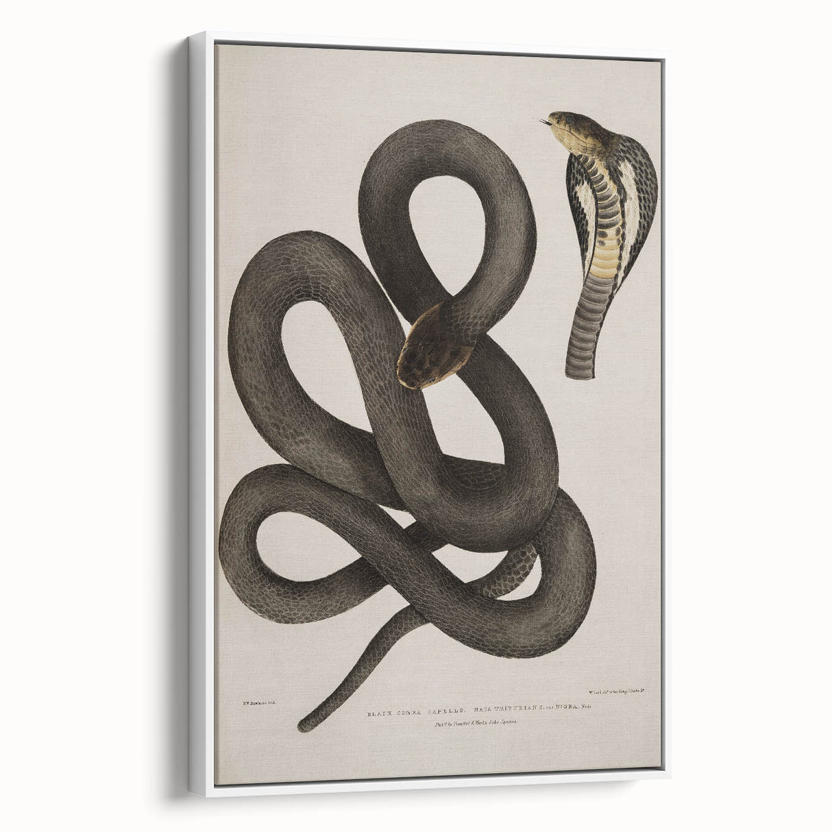 Grunge Wall Art - Vintage Cobra Snake Illustration Grunge Canvas Print