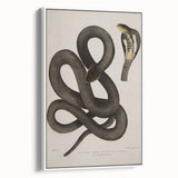 Grunge Wall Art - Vintage Cobra Snake Illustration Grunge Canvas Print