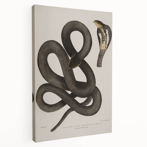 Grunge Wall Art - Vintage Cobra Snake Illustration Grunge Canvas Print