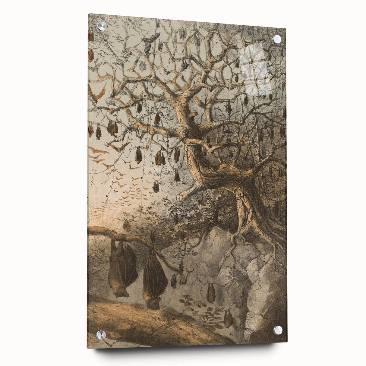 Grunge Wall Art - Vintage Bat Tree Illustration Grunge Canvas Print