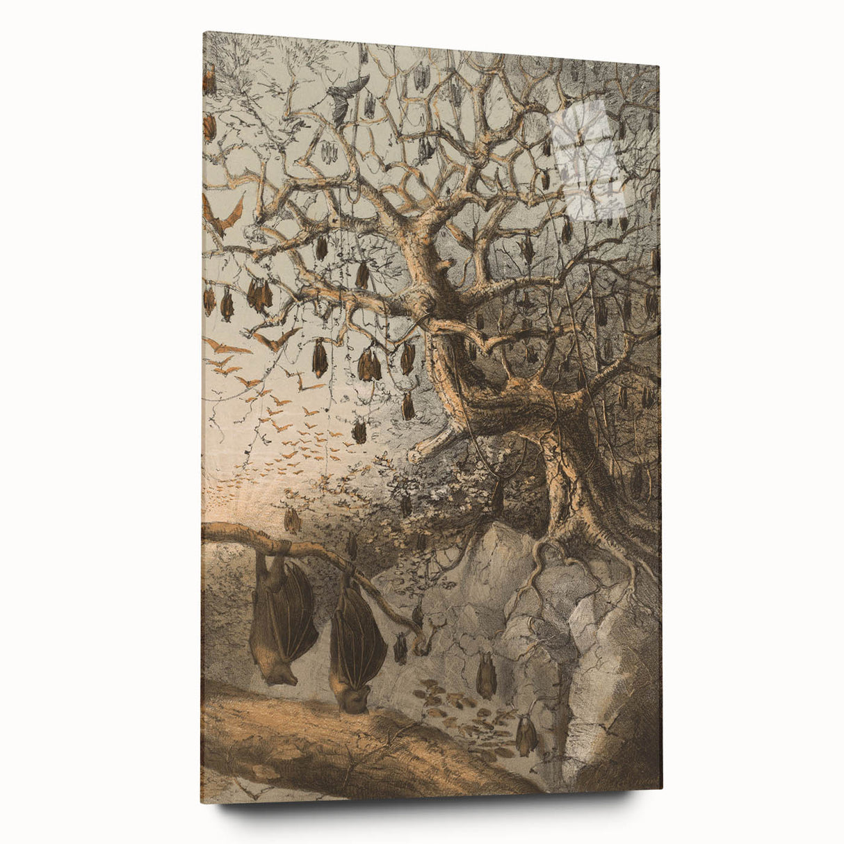 Grunge Wall Art - Vintage Bat Tree Illustration Grunge Canvas Print