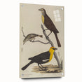 Grunge Aesthetic Art: Vintage Bird Illustration Grunge Canvas Print