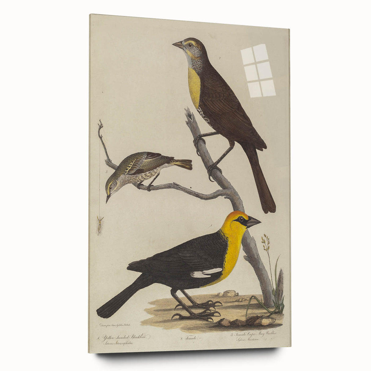 Grunge Aesthetic Art: Vintage Bird Illustration Grunge Canvas Print