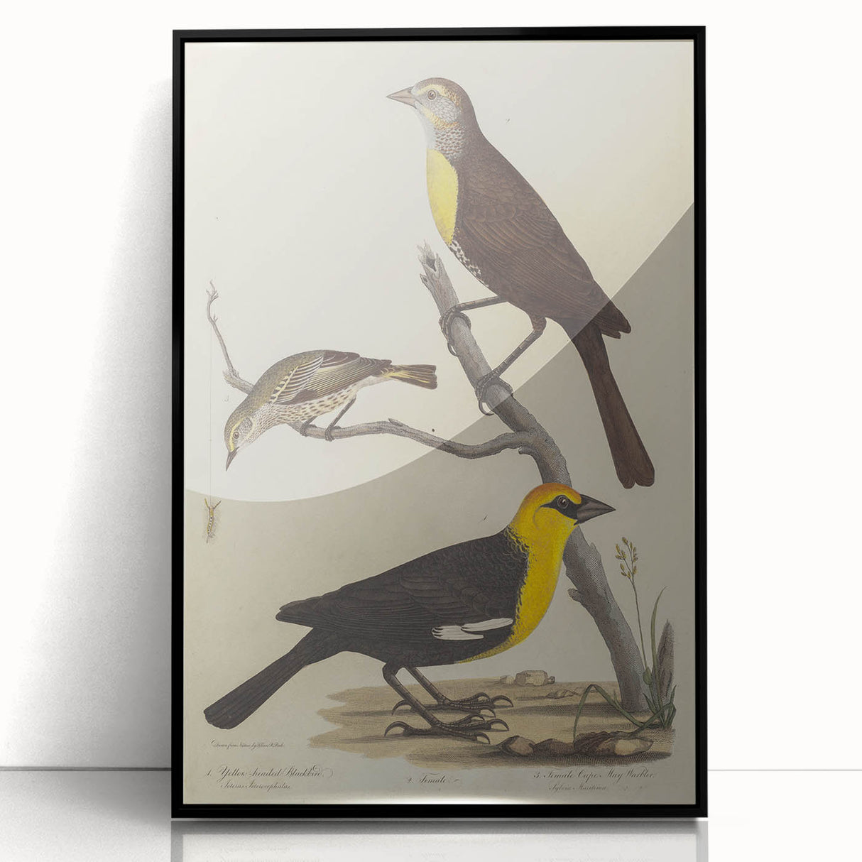 Grunge Aesthetic Art: Vintage Bird Illustration Grunge Canvas Print