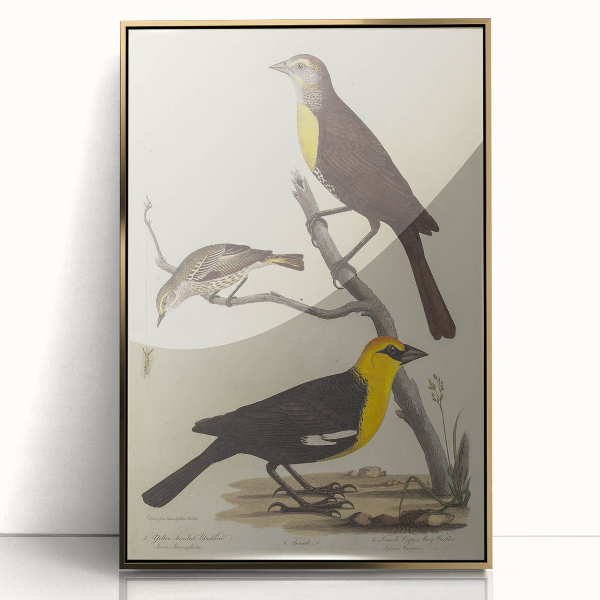 Grunge Aesthetic Art: Vintage Bird Illustration Grunge Canvas Print