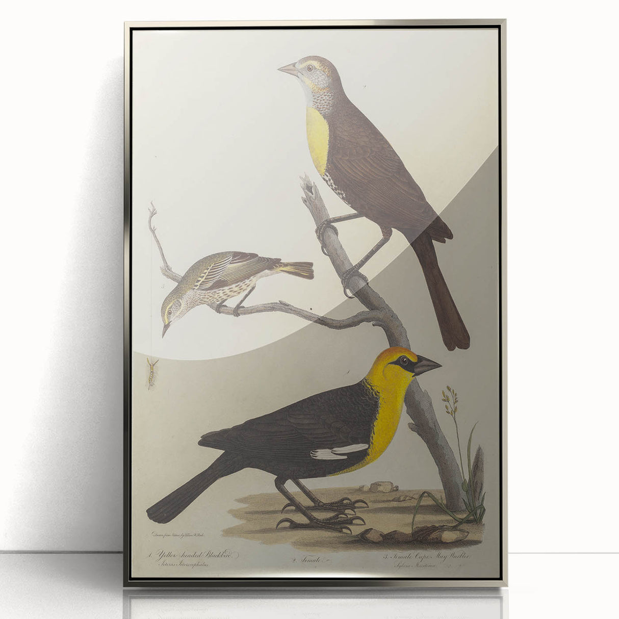 Grunge Aesthetic Art: Vintage Bird Illustration Grunge Canvas Print