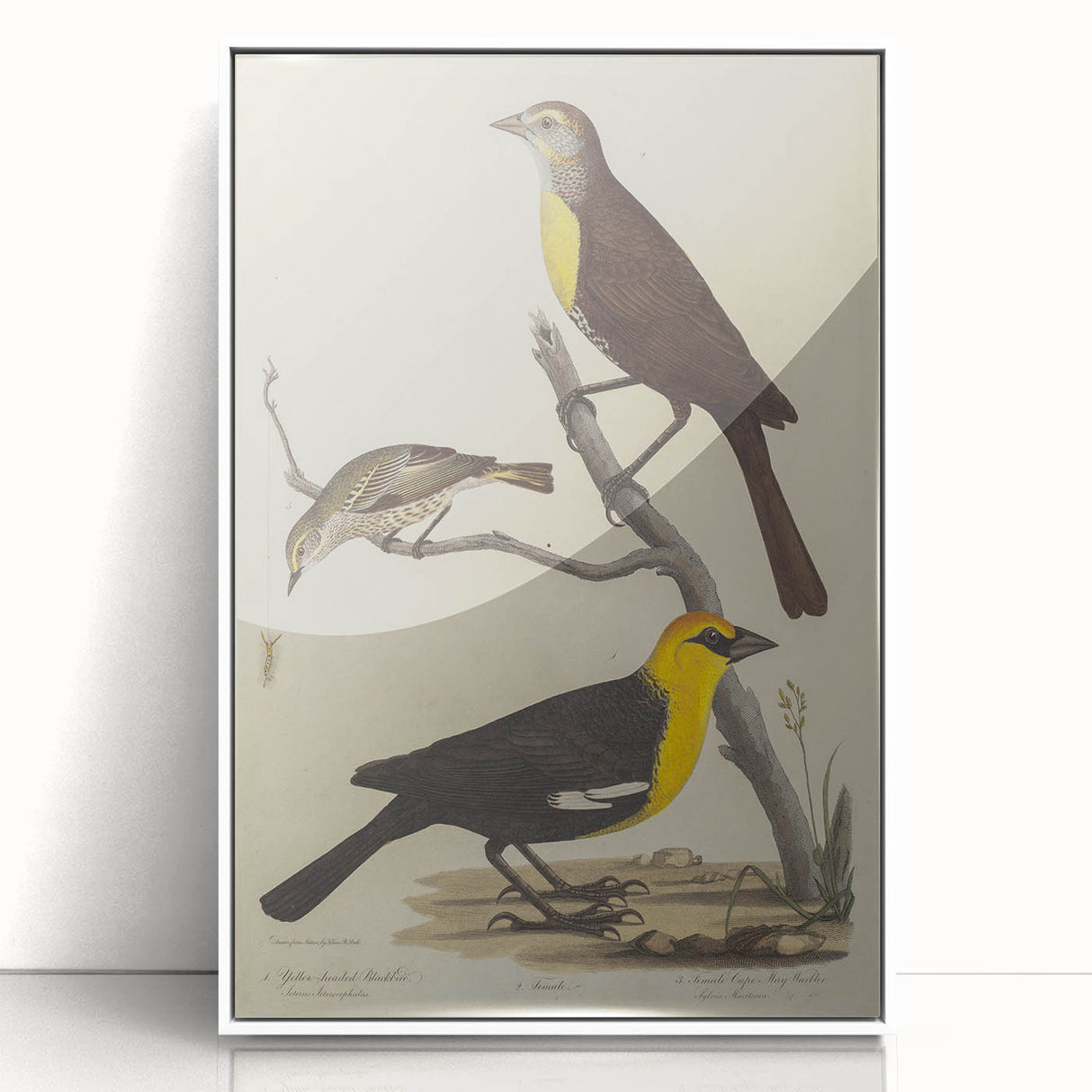 Grunge Aesthetic Art: Vintage Bird Illustration Grunge Canvas Print