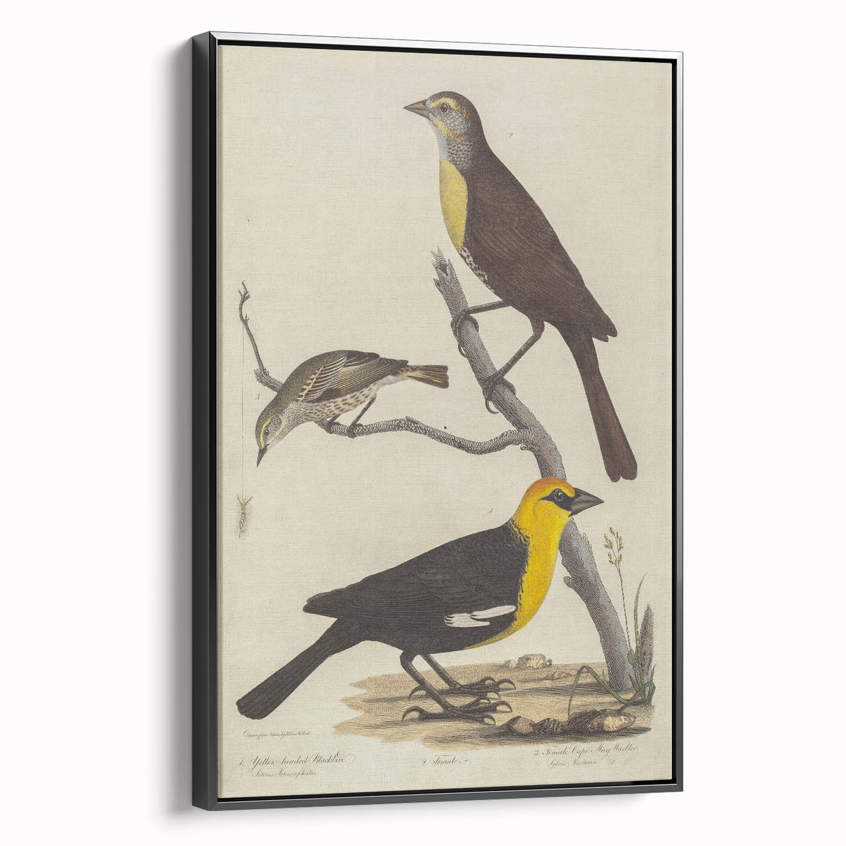 Grunge Aesthetic Art: Vintage Bird Illustration Grunge Canvas Print